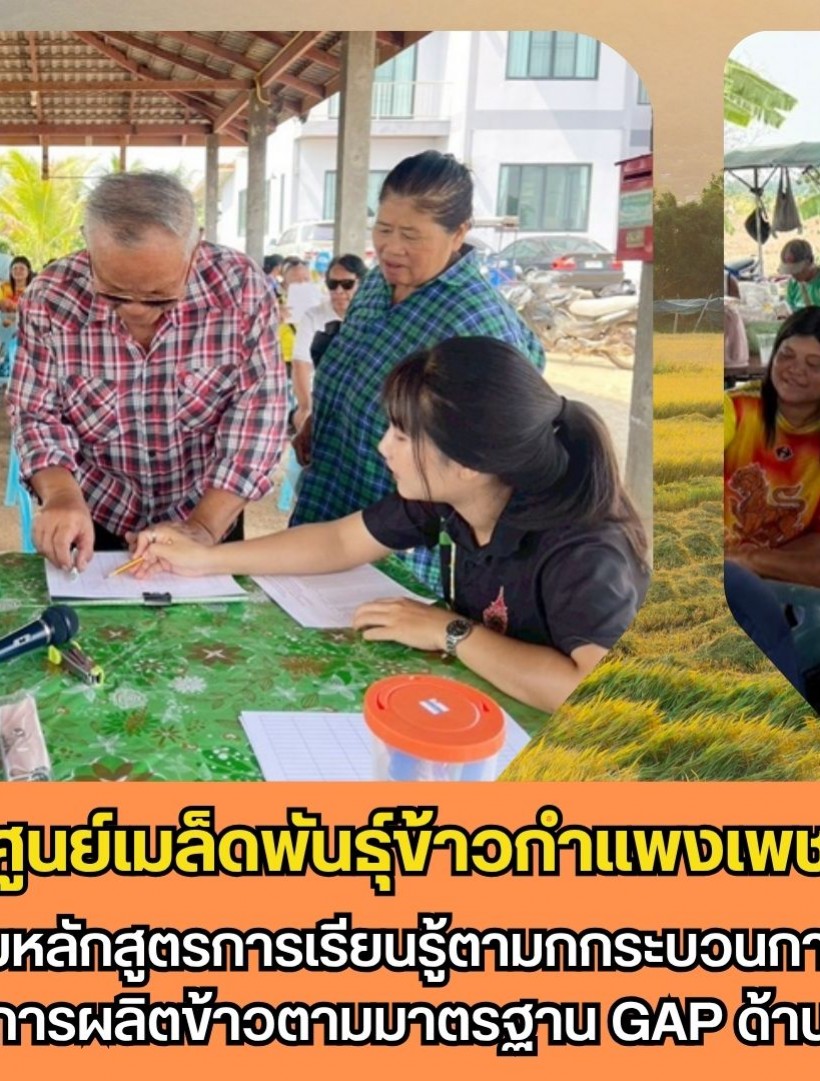 กำแพงเพชร-ศูนย์เมล็ดพันธุ์ข้าวกำแพงเพชร ดำเนินงานจัดอบรมหลักสูตรการเรียนรู้ตามกกระบวนการโรงเรียนเกษตรกรด้านการผลิตข้าวตามมาตรฐาน GAP ด้าน ICS
