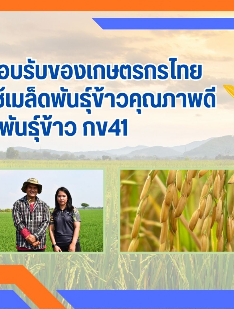 ผลการตอบรับของเกษตรกรไทย จากการใช้เมล็ดพันธุ์ข้าวคุณภาพดี พันธุ์ข้าว กข41 ให้ผลผลิตสูง มีความแข็งแรง และทนทานต่อโรคแมลง ตอบสนองต่อความต้องการของชาวนาเป็นอย่างดี