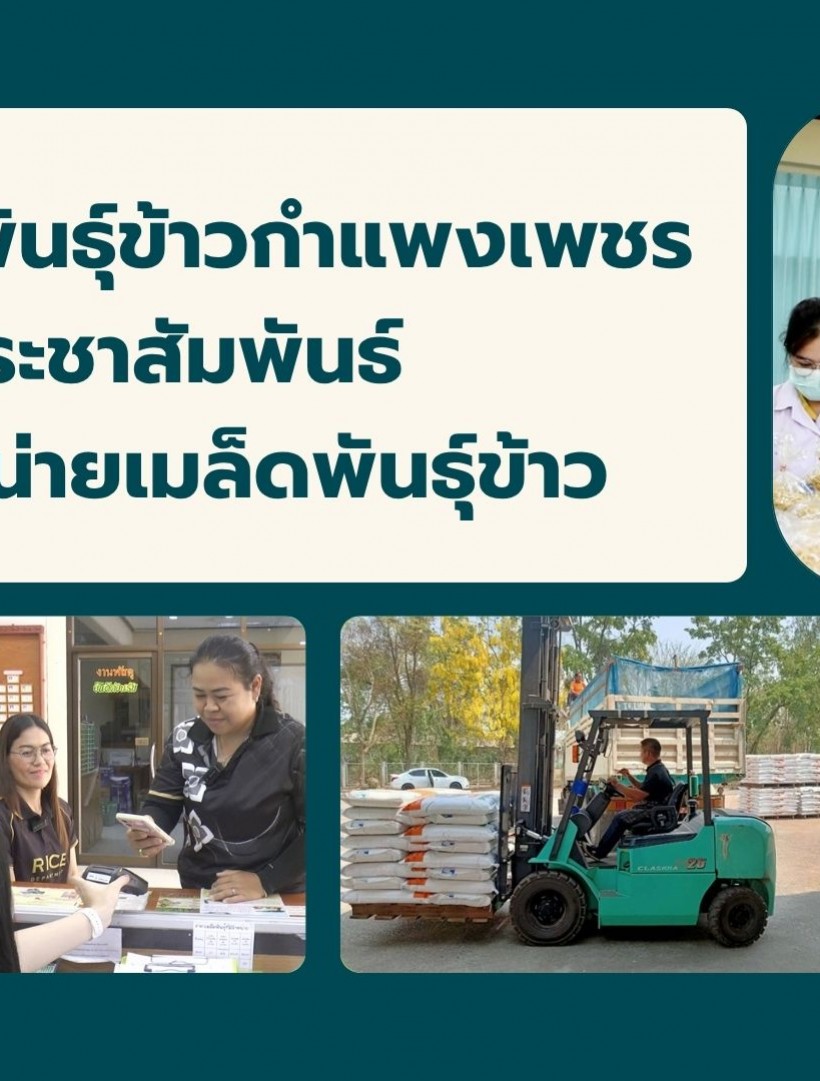 กำแพงเพชร-ศูนย์เมล็ดพันธุ์ข้าวกำแพงเพชร ประชาสัมพันธ์การจำหน่ายเมล็ดพันธุ์ข้าวให้แก่เกษตรกรและผู้ที่สนใจทั่วไป