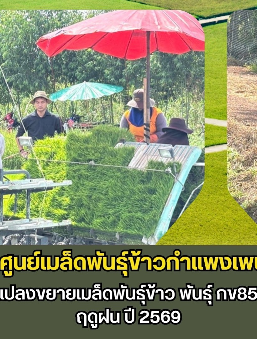 กำแพงเพชร-ศูนย์เมล็ดพันธุ์ข้าวกำแพงเพชร ติดตามการปักดำแปลงขยายเมล็ดพันธุ์ข้าว พันธุ์ กข85 ชั้นพันธุ์ขยาย ฤดูฝน ปี 2569