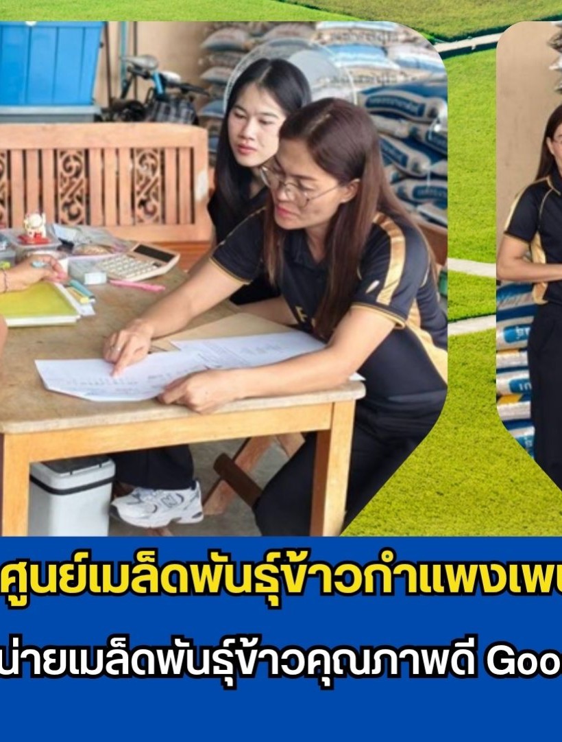 กำแพงเพชร-ศูนย์เมล็ดพันธุ์ข้าวกำแพงเพชร ติดตามร้านค้าจำหน่ายเมล็ดพันธุ์ข้าวคุณภาพดี Good Rice Seed Shop