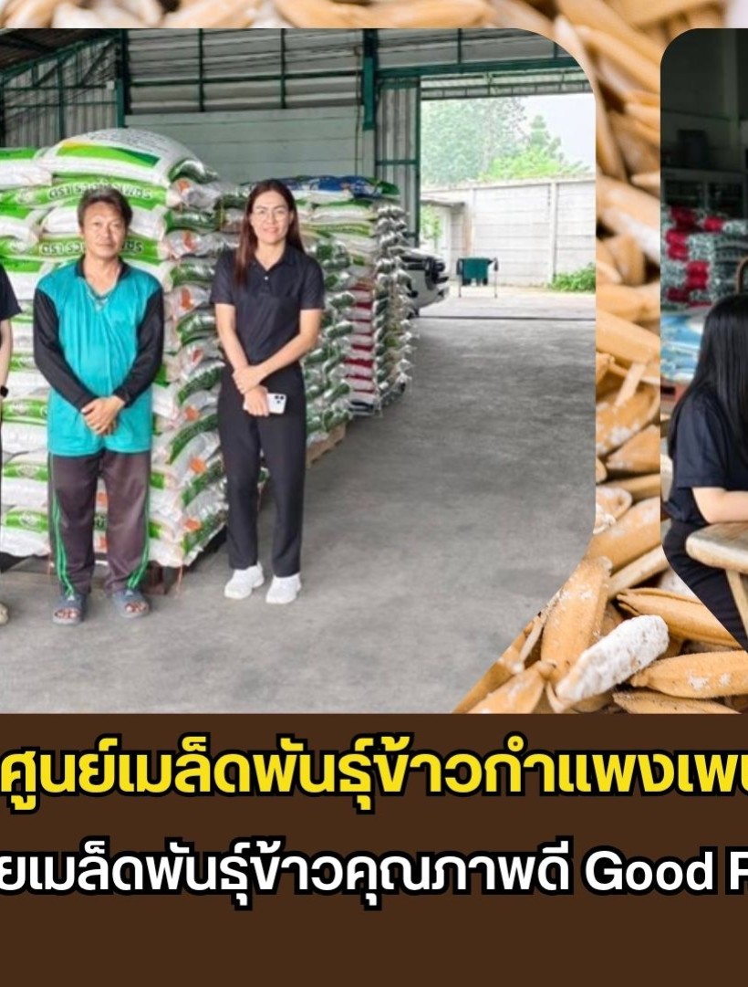 กำแพงเพชร-ศูนย์เมล็ดพันธุ์ข้าวกำแพงเพชร ติดตามร้านจำหน่ายเมล็ดพันธุ์ข้าวคุณภาพดี Good Rice Seed Shop