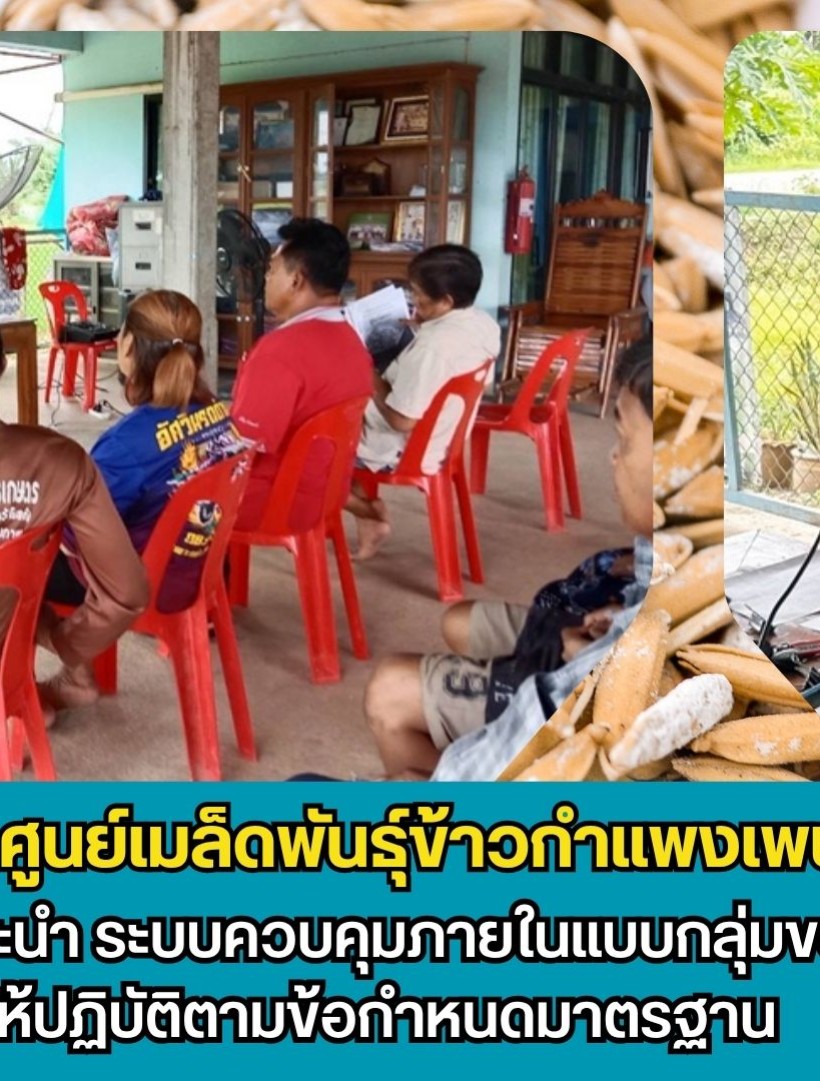 กำแพงเพชร-ศูนย์เมล็ดพันธุ์ข้าวกำแพงเพชร ติดตามให้คำแนะนำ ระบบควบคุมภายในแบบกลุ่มของเกษตรกร ให้ปฏิบัติตามข้อกำหนดมาตรฐาน