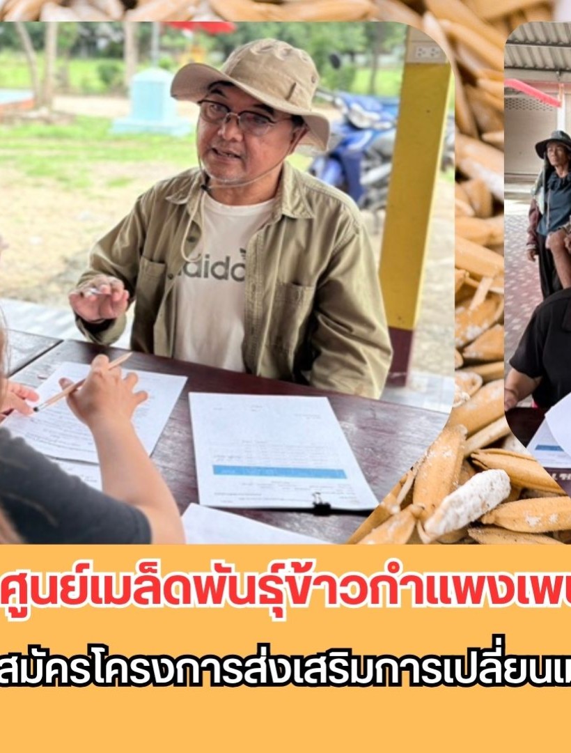 กำแพงเพชร-ศูนย์เมล็ดพันธุ์ข้าวกำแพงเพชร ประชาสัมพันธ์และรับสมัครโครงการส่งเสริมการเปลี่ยนเมล็ดพันธุ์ข้าวปี 2569