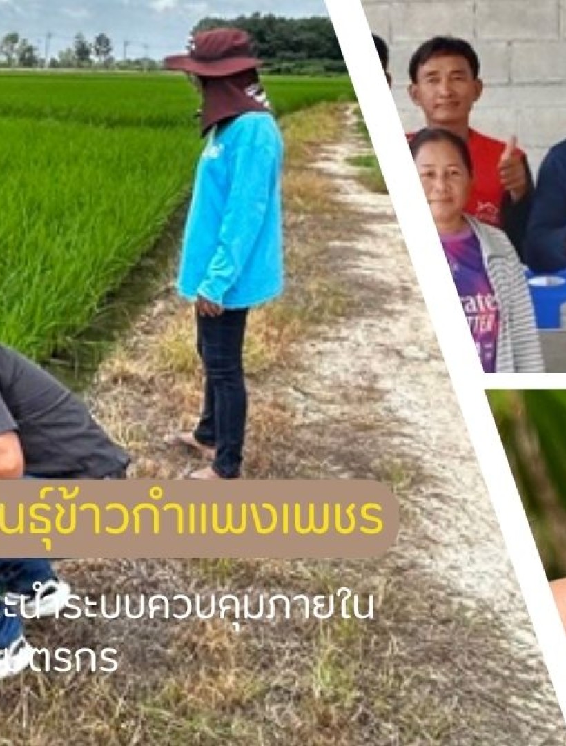 กำแพงเพชร-ศูนย์เมล็ดพันธุ์ข้าวกำแพงเพชร ติดตามให้คำแนะนำระบบควบคุมภายในแบบกลุ่มของเกษตรกร