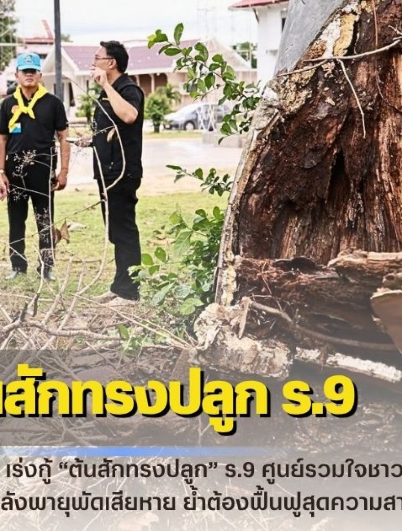 กำแพงเพชร-เร่งกู้ “ต้นสักทรงปลูก” ร.9 ศูนย์รวมใจชาวกำแพงเพชร รองผู้ว่าฯ นำทีมลงพื้นที่ด่วน หลังพายุพัดเสียหาย ย้ำต้องฟื้นฟูสุดความสามารถ