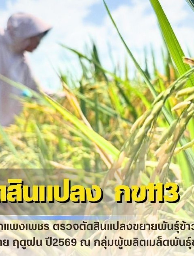 กำแพงเพชร-ศูนย์เมล็ดพันธุ์ข้าวกำแพงเพชร ตรวจตัดสินแปลงขยายพันธุ์ข้าวอย่างเป็นทางการ กข113 ชั้นพันธุ์จำหน่าย ฤดูฝน ปี2569