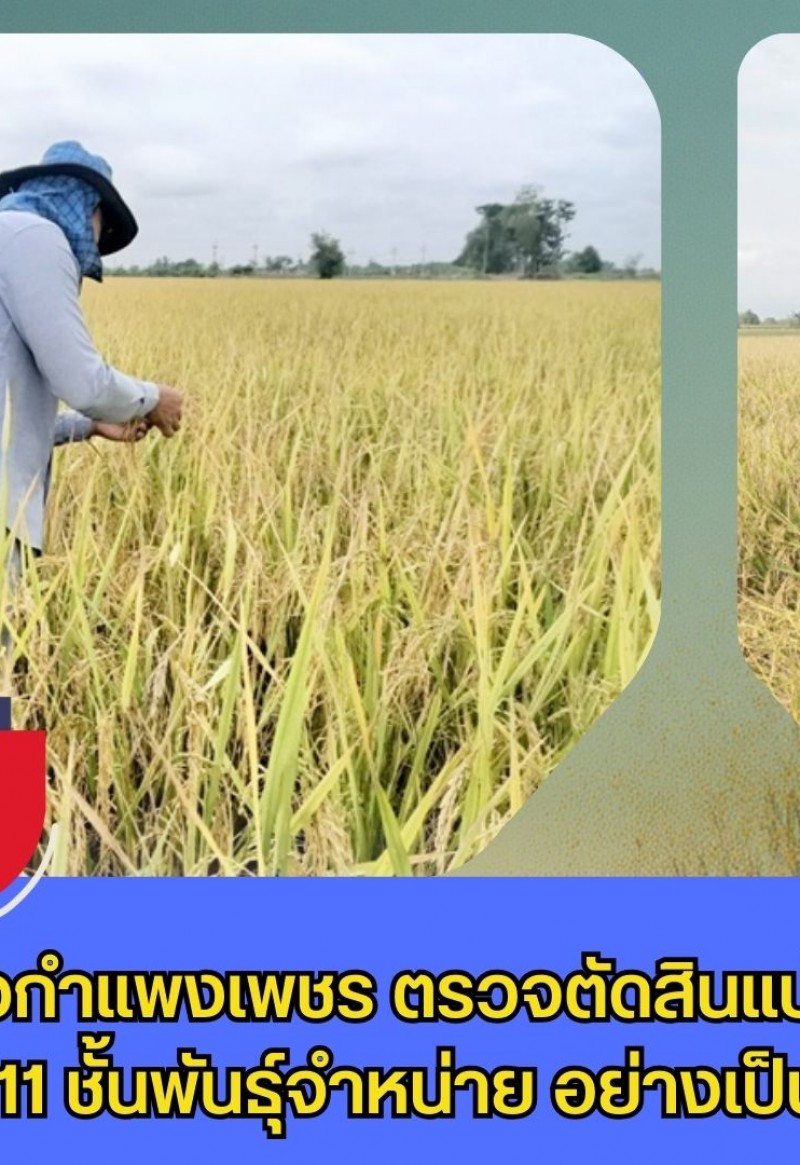 กำแพงเพชร-ศูนย์เมล็ดพันธุ์ข้าวกำแพงเพชร ตรวจตัดสินแปลงผลิตเมล็ดพันธุ์ข้าว กข 111 ชั้นพันธุ์จำหน่าย อย่างเป็นทางการ