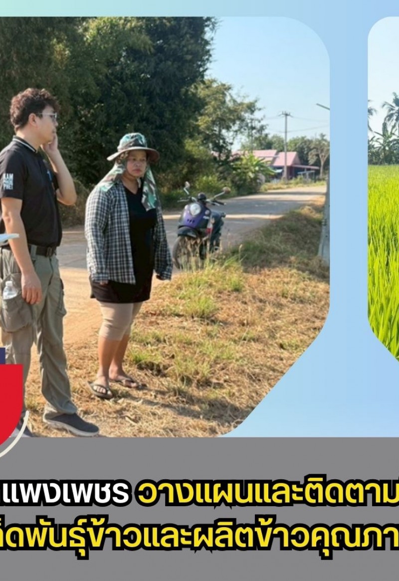 กำแพงเพชร-ศูนย์เมล็ดพันธุ์ข้าวกำแพงเพชร วางแผนและติดตามให้คำแนะนำ การผลิตเมล็ดพันธุ์ข้าวและผลิตข้าวคุณภาพดี