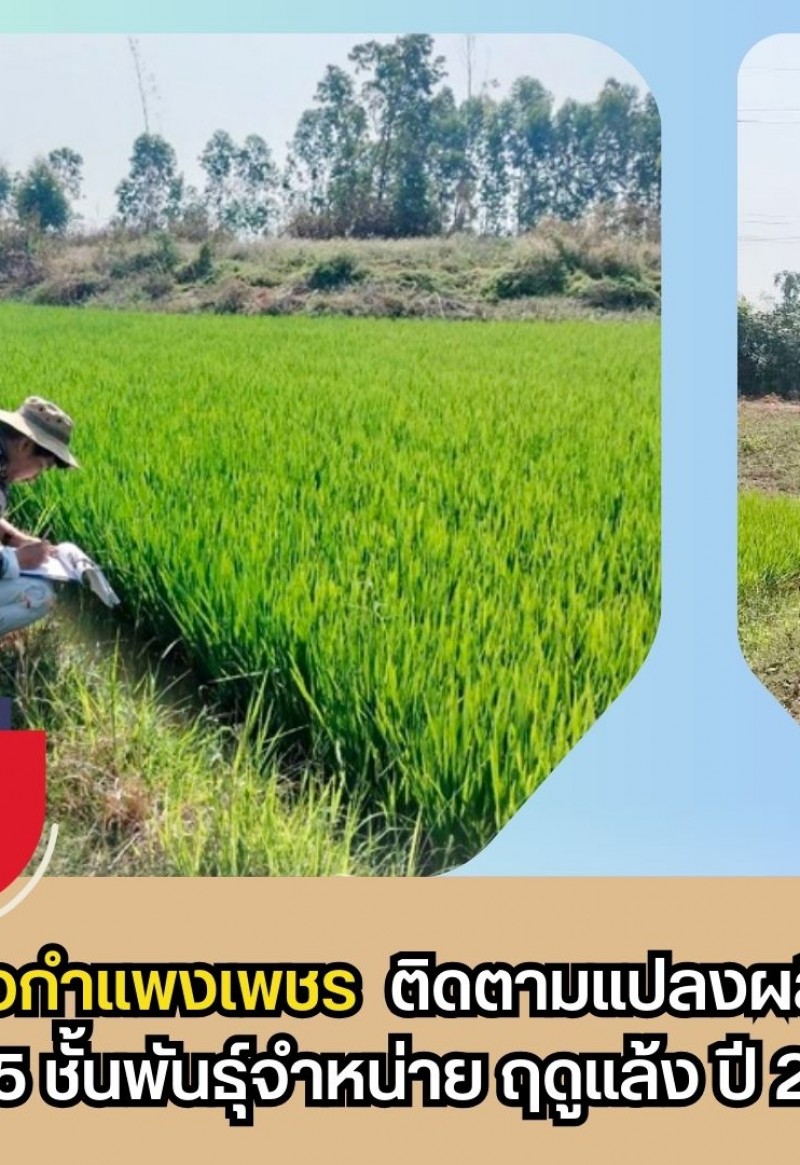 กำแพงเพชร-ศูนย์เมล็ดพันธุ์ข้าวกำแพงเพชร ติดตามแปลงผลิตเมล็ดพันธุ์ข้าว กข 85 ชั้นพันธุ์จำหน่าย ฤดูแล้ง ปี 2569