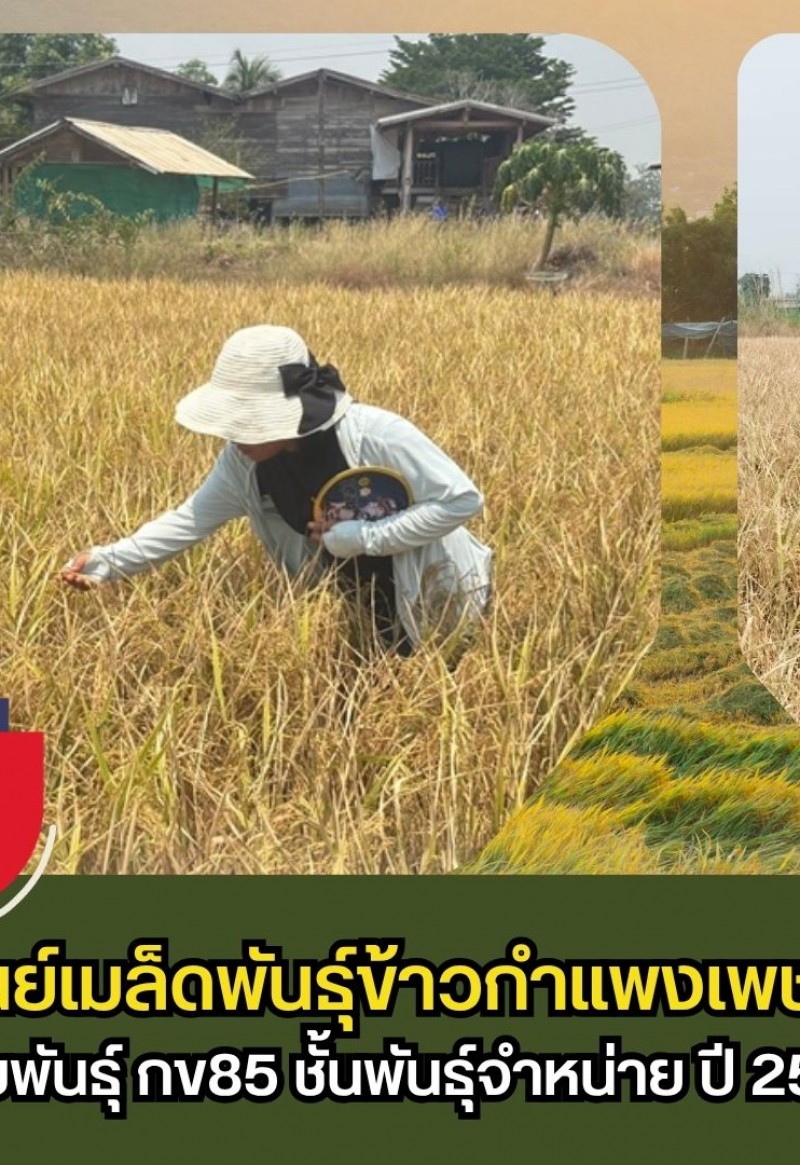 กำแพงเพชร-ศูนย์เมล็ดพันธุ์ข้าวกำแพงเพชร ตรวจตัดสินแปลงขยายพันธุ์ กข85 ชั้นพันธุ์จำหน่าย ปี 2569