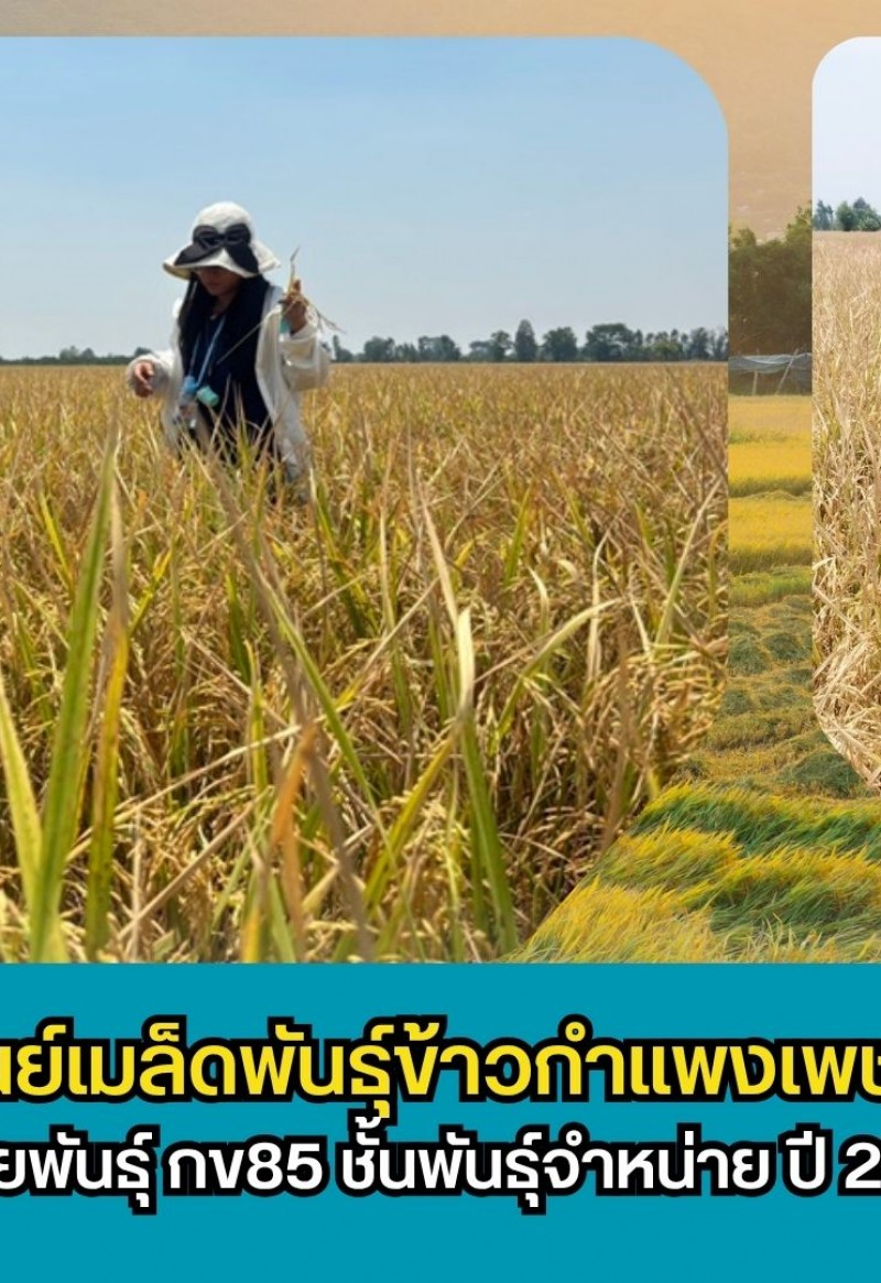 กำแพงเพชร-ศูนย์เมล็ดพันธุ์ข้าวกำแพงเพชร ตรวจตัดสินแปลงขยายพันธุ์ กข85 ชั้นพันธุ์จำหน่าย ปี 2569 อย่างเป็นทางการ