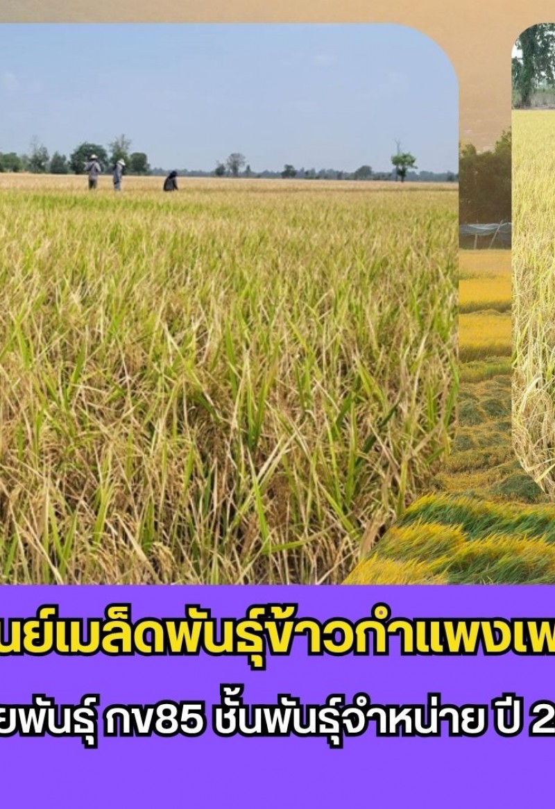 กำแพงเพชร-ศูนย์เมล็ดพันธุ์ข้าวกำแพงเพชร ตรวจตัดสินแปลงขยายพันธุ์ กข85 ชั้นพันธุ์จำหน่าย ปี 2569 อย่างเป็นทางการ