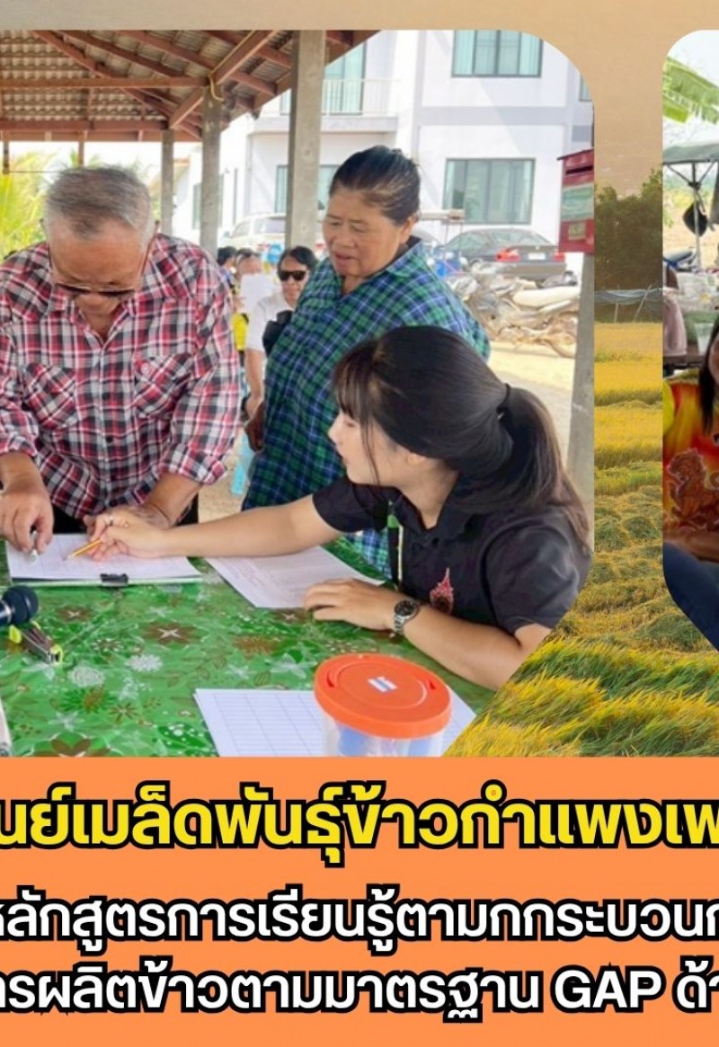 กำแพงเพชร-ศูนย์เมล็ดพันธุ์ข้าวกำแพงเพชร ดำเนินงานจัดอบรมหลักสูตรการเรียนรู้ตามกกระบวนการโรงเรียนเกษตรกรด้านการผลิตข้าวตามมาตรฐาน GAP ด้าน ICS