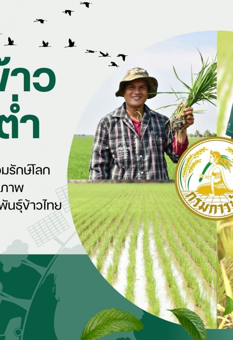ศูนย์เมล็ดพันธุ์ข้าวสุพรรณบุรี จัดการส่งเสริมการจัดทำแปลงผลิตเมล็ดพันธุ์ข้าวด้วยวิธีการปลูกข้าวคาร์บอนต่ำ เพื่อลดผลกระทบ ต่อสิ่งแวดล้อม