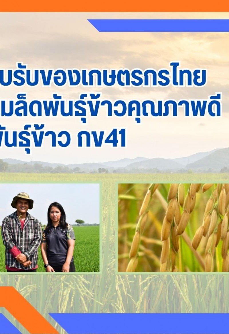 ผลการตอบรับของเกษตรกรไทย จากการใช้เมล็ดพันธุ์ข้าวคุณภาพดี พันธุ์ข้าว กข41 ให้ผลผลิตสูง มีความแข็งแรง และทนทานต่อโรคแมลง ตอบสนองต่อความต้องการของชาวนาเป็นอย่างดี