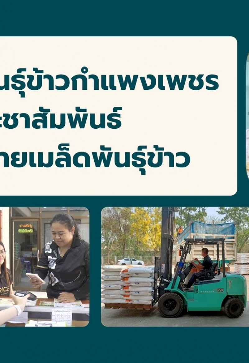 กำแพงเพชร-ศูนย์เมล็ดพันธุ์ข้าวกำแพงเพชร ประชาสัมพันธ์การจำหน่ายเมล็ดพันธุ์ข้าวให้แก่เกษตรกรและผู้ที่สนใจทั่วไป