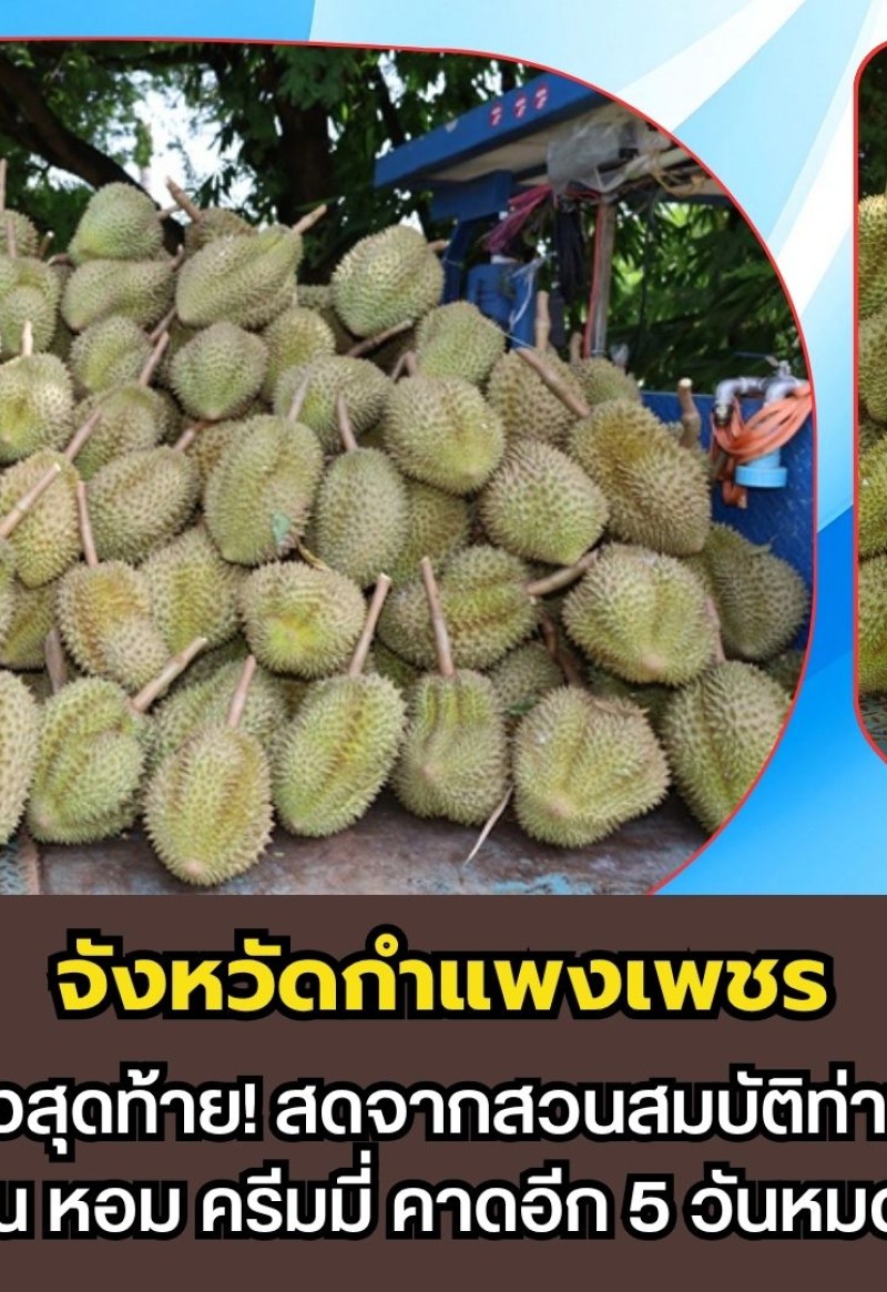 กำแพงเพชร-ทุเรียนกำแพงเพชรโค้งสุดท้าย! สดจากสวนสมบัติท่านา กิโลกรัมละ 80 บาท หวาน หอม ครีมมี่ คาดอีก 5 วันหมดสวน