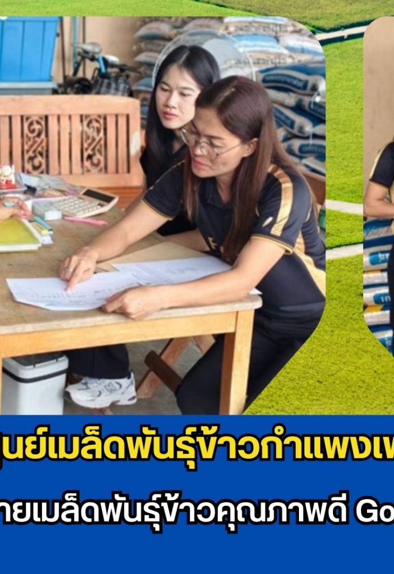 กำแพงเพชร-ศูนย์เมล็ดพันธุ์ข้าวกำแพงเพชร ติดตามร้านค้าจำหน่ายเมล็ดพันธุ์ข้าวคุณภาพดี Good Rice Seed Shop