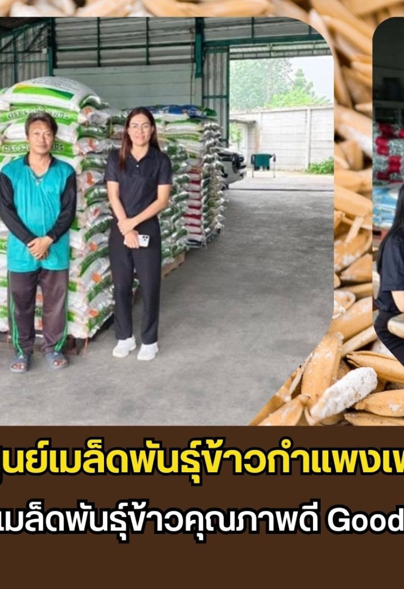 กำแพงเพชร-ศูนย์เมล็ดพันธุ์ข้าวกำแพงเพชร ติดตามร้านจำหน่ายเมล็ดพันธุ์ข้าวคุณภาพดี Good Rice Seed Shop