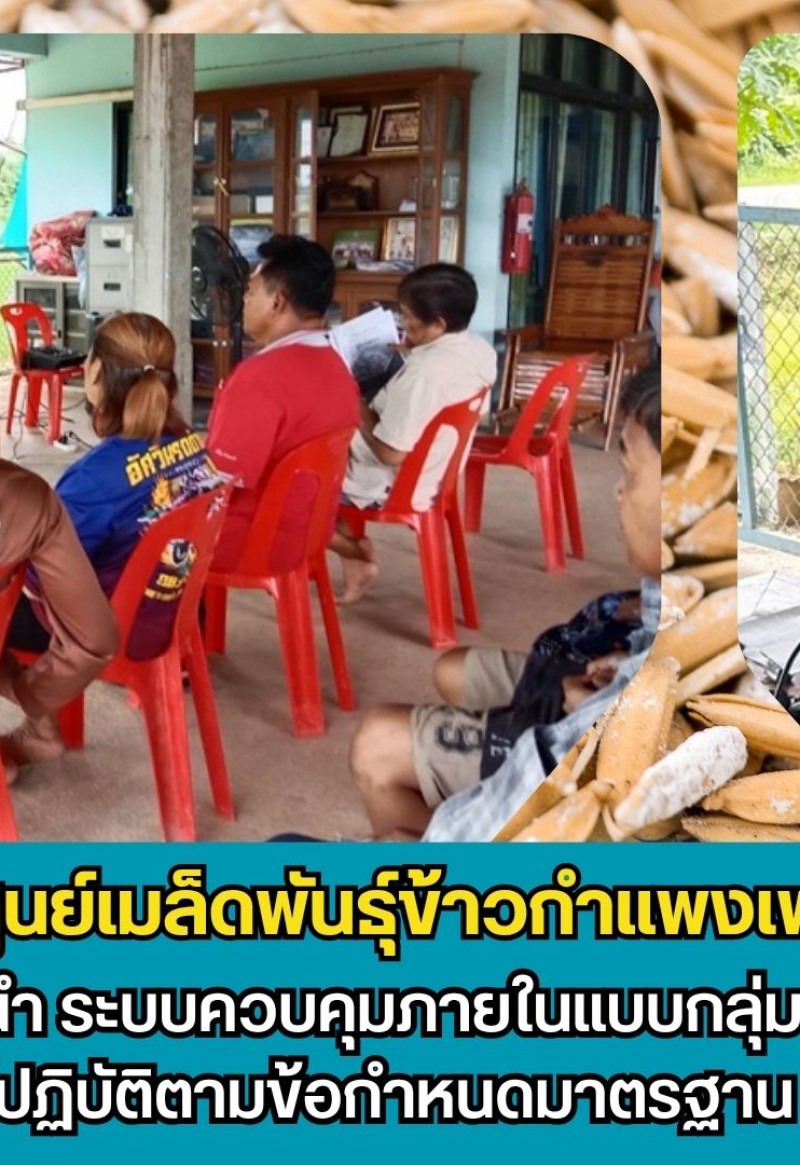 กำแพงเพชร-ศูนย์เมล็ดพันธุ์ข้าวกำแพงเพชร ติดตามให้คำแนะนำ ระบบควบคุมภายในแบบกลุ่มของเกษตรกร ให้ปฏิบัติตามข้อกำหนดมาตรฐาน