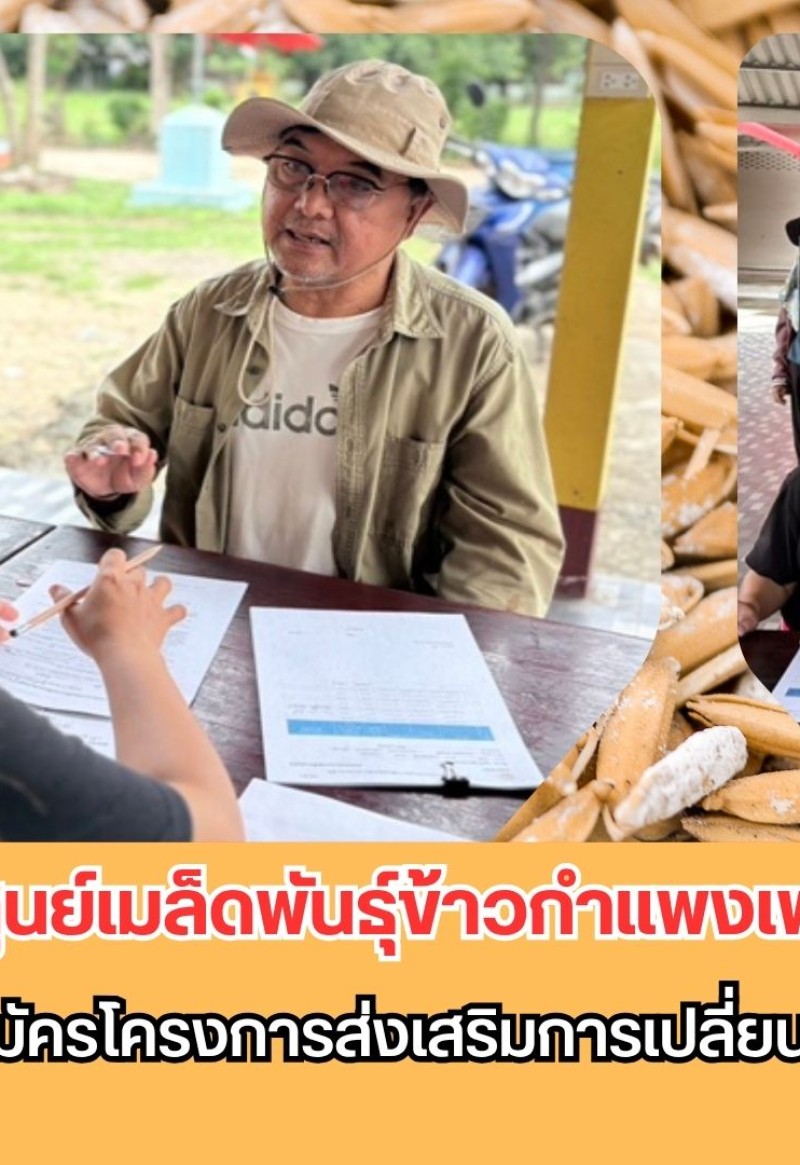กำแพงเพชร-ศูนย์เมล็ดพันธุ์ข้าวกำแพงเพชร ประชาสัมพันธ์และรับสมัครโครงการส่งเสริมการเปลี่ยนเมล็ดพันธุ์ข้าวปี 2569