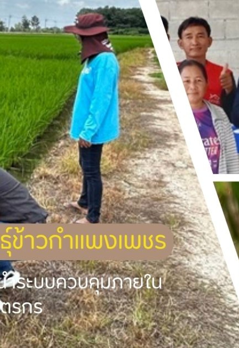 กำแพงเพชร-ศูนย์เมล็ดพันธุ์ข้าวกำแพงเพชร ติดตามให้คำแนะนำระบบควบคุมภายในแบบกลุ่มของเกษตรกร