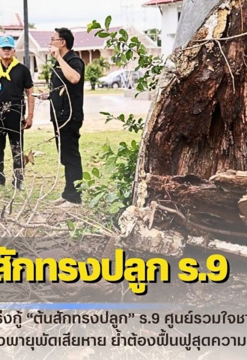 กำแพงเพชร-เร่งกู้ “ต้นสักทรงปลูก” ร.9 ศูนย์รวมใจชาวกำแพงเพชร รองผู้ว่าฯ นำทีมลงพื้นที่ด่วน หลังพายุพัดเสียหาย ย้ำต้องฟื้นฟูสุดความสามารถ