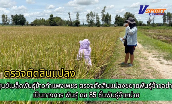 กำแพงเพชร-ศูนย์เมล็ดพันธุ์ข้าวกำแพงเพชร ตรวจตัดสินแปลงขยายพันธุ์ข้าวอย่างเป็นทางการ พันธุ์ กข 85 ชั้นพันธุ์จำหน่าย