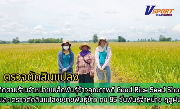 กำแพงเพชร-ศูนย์เมล็ดพันธุ์ข้าวกำแพงเพชร ติดตามร้านจำหน่ายเมล็ดพันธุ์ข้าวคุณภาพดี Good Rice Seed Shop และ ตรวจตัดสินแปลงขยายพันธุ์ข้าว กข 85 ชั้นพันธุ์จำหน่าย ฤดูฝน
