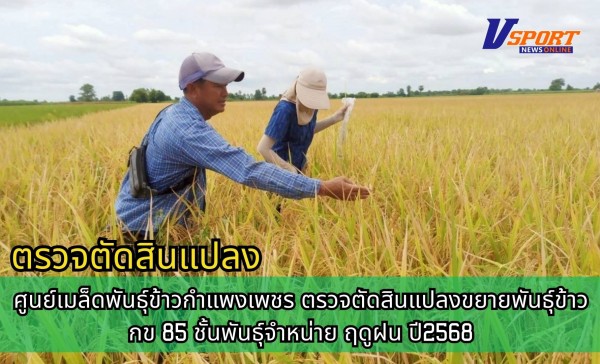 กำแพงเพชร-ศูนย์เมล็ดพันธุ์ข้าวกำแพงเพชร ตรวจตัดสินแปลงขยายพันธุ์ข้าว กข85 ชั้นพันธุ์จำหน่าย ฤดูฝน ปี2568