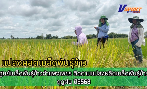 กำแพงเพชร-ศูนย์เมล็ดพันธุ์ข้าวกำแพงเพชร ติดตามแปลงผลิตเมล็ดพันธุ์ข้าว ฤดูฝน ปี2568