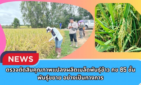 กำแพงเพชร-ศูนย์เมล็ดพันธุ์ข้าวกำแพงเพชร ตรวจตัดสินคุณภาพแปลงผลิตเมล็ดพันธุ์ข้าว กข 85 ชั้นพันธุ์ขยาย อย่างเป็นทางการ