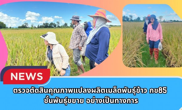 กำแพงเพชร-ศูนย์เมล็ดพันธุ์ข้าวกำแพงเพชร ตรวจตัดสินคุณภาพแปลงผลิตเมล็ดพันธุ์ข้าว กข85 ชั้นพันธุ์ขยาย อย่างเป็นทางการ