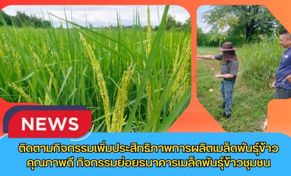 กำแพงเพชร-ศูนย์เมล็ดพันธุ์ข้าวกำแพงเพชร ติดตามกิจกรรมเพิ่มประสิทธิภาพการผลิตเมล็ดพันธุ์ข้าวคุณภาพดี กิจกรรมย่อยธนาคารเมล็ดพันธุ์ข้าวชุมชน