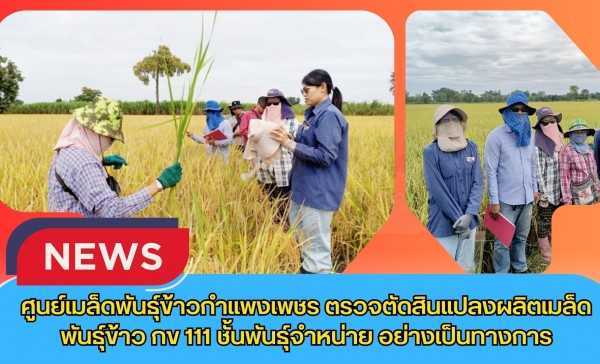 กำแพงเพชร-ศูนย์เมล็ดพันธุ์ข้าวกำแพงเพชร ตรวจตัดสินแปลงผลิตเมล็ดพันธุ์ข้าว กข 111 ชั้นพันธุ์จำหน่าย อย่างเป็นทางการ