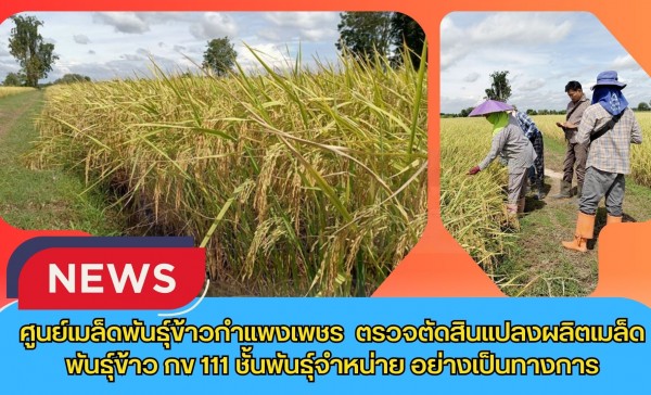 กำแพงเพชร-ศูนย์เมล็ดพันธุ์ข้าวกำแพงเพชร ตรวจตัดสินแปลงผลิตเมล็ดพันธุ์ข้าว กข 111 ชั้นพันธุ์จำหน่าย อย่างเป็นทางการ