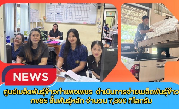 กำแพงเพชร-ศูนย์เมล็ดพันธุ์ข้าวกำแพงเพชร ดำเนินการจ่ายเมล็ดพันธุ์ข้าว กข85 ชั้นพันธุ์หลัก จำนวน 7,800 กิโลกรัม