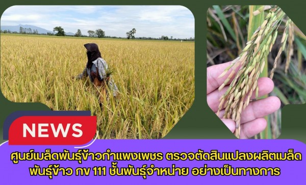 กำแพงเพชร-ศูนย์เมล็ดพันธุ์ข้าวกำแพงเพชร ตรวจตัดสินแปลงผลิตเมล็ดพันธุ์ข้าว กข 111 ชั้นพันธุ์จำหน่าย อย่างเป็นทางการ