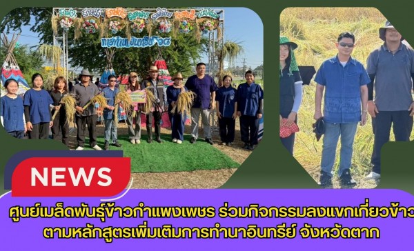กำแพงเพชร-ศูนย์เมล็ดพันธุ์ข้าวกำแพงเพชร ร่วมกิจกรรมลงแขกเกี่ยวข้าวตามหลักสูตรเพิ่มเติมการทำนาอินทรีย์โรงเรียนเทศบาลวัดดอนแก้ว