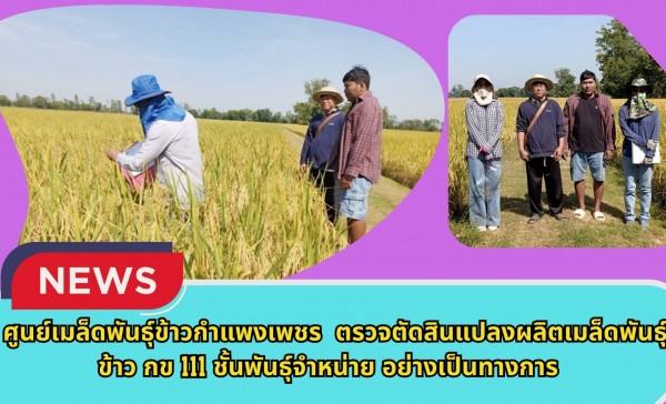 กำแพงเพชร-ศูนย์เมล็ดพันธุ์ข้าวกำแพงเพชร ตรวจตัดสินแปลงผลิตเมล็ดพันธุ์ข้าว กข 111 ชั้นพันธุ์จำหน่าย อย่างเป็นทางการ