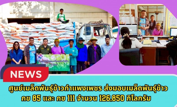 กำแพงเพชร-ศูนย์เมล็ดพันธุ์ข้าวกำแพงเพชร ส่งมอบเมล็ดพันธุ์ข้าว กข85 และ กข111 จำนวน 126,850 กิโลกรัม ภายใต้โครงการส่งเสริมการเปลี่ยนเมล็ดพันธุ์ข้าว ปี 2569