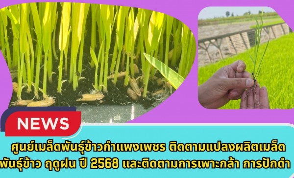 กำแพงเพชร-ศูนย์เมล็ดพันธุ์ข้าวกำแพงเพชร ติดตามแปลงผลิตเมล็ดพันธุ์ข้าว ฤดูฝน ปี2568 และติดตามการเพาะกล้า การปักดำแปลงผลิตเมล็ดพันธุ์ข้าว กข85 ฤดูแล้ง ปี2569