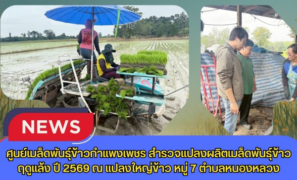กำแพงเพชร-ศูนย์เมล็ดพันธุ์ข้าวกำแพงเพชร สำรวจแปลงผลิตเมล็ดพันธุ์ข้าวฤดูแล้ง ปี 2569 ณ แปลงใหญ่ข้าว หมู่ 7 ตำบลหนองหลวง
