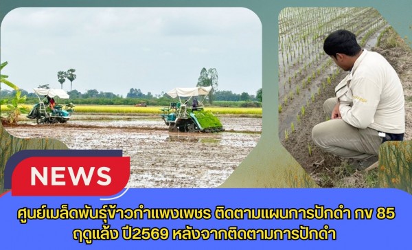 กำแพงเพชร-ศูนย์เมล็ดพันธุ์ข้าวกำแพงเพชร ติดตามแผนการปักดำ กข 85 ฤดูแล้ง ปี2569 หลังจากติดตามการปักดำ
