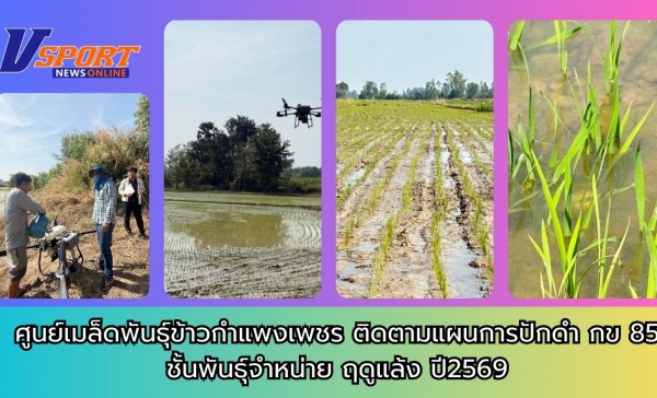 กำแพงเพชร-ศูนย์เมล็ดพันธุ์ข้าวกำแพงเพชร ติดตามแผนการปักดำ กข 85 ชั้นพันธุ์จำหน่าย ฤดูแล้ง ปี2569