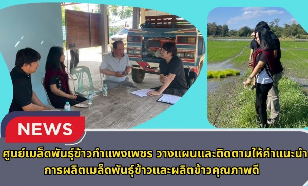 กำแพงเพชร-ศูนย์เมล็ดพันธุ์ข้าวกำแพงเพชร วางแผนและติดตามให้คำแนะนำการผลิตเมล็ดพันธุ์ข้าวและผลิตข้าวคุณภาพดี