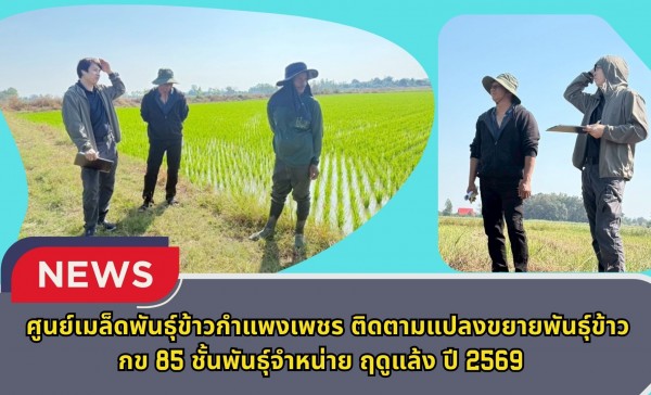 กำแพงเพชร-ศูนย์เมล็ดพันธุ์ข้าวกำแพงเพชร ติดตามแปลงขยายพันธุ์ข้าว กข 85 ชั้นพันธุ์จำหน่าย ฤดูแล้ง ปี 2569