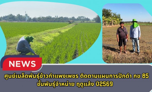 กำแพงเพชร-ศูนย์เมล็ดพันธุ์ข้าวกำแพงเพชร ติดตามแผนการปักดำ กข 85 ชั้นพันธุ์จำหน่าย ฤดูแล้ง ปี2569
