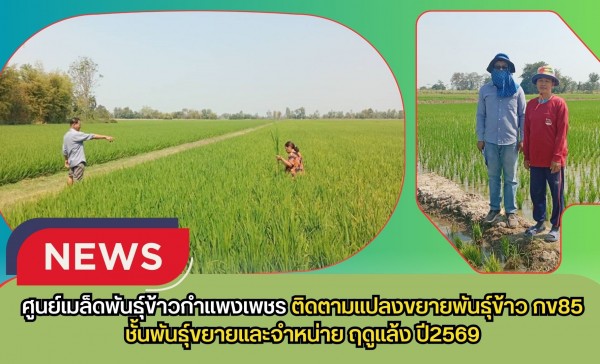 กำแพงเพชร-ศูนย์เมล็ดพันธุ์ข้าวกำแพงเพชร ติดตามแปลงขยายพันธุ์ข้าว กข85 ชั้นพันธุ์ขยายและจำหน่าย ฤดูแล้ง ปี2569